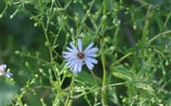 Alpine Aster