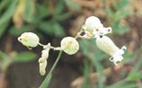 Bladder Campion