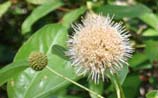 Buttonbush