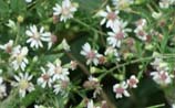 Calico Aster