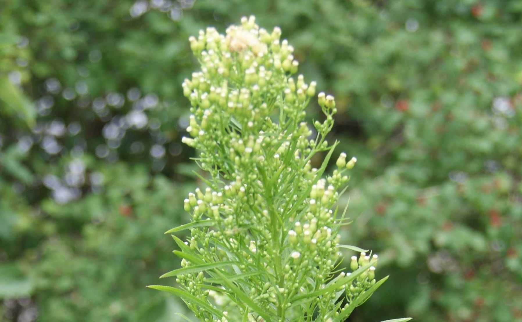 Canada Fleabane