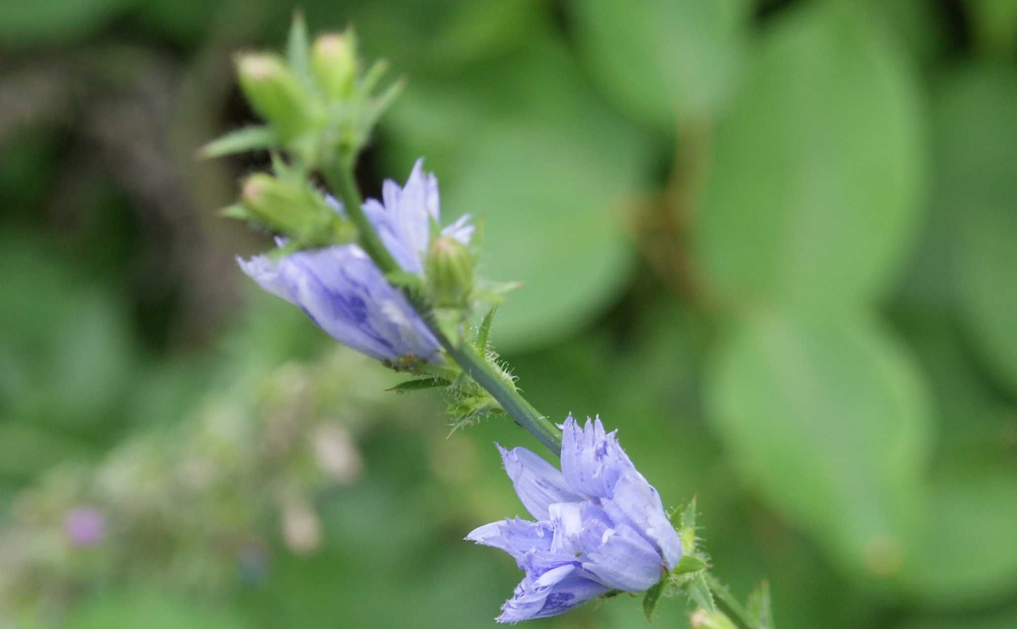 Common Chicory