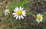 Common Daisy