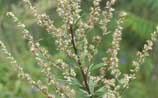 Common Mugwort