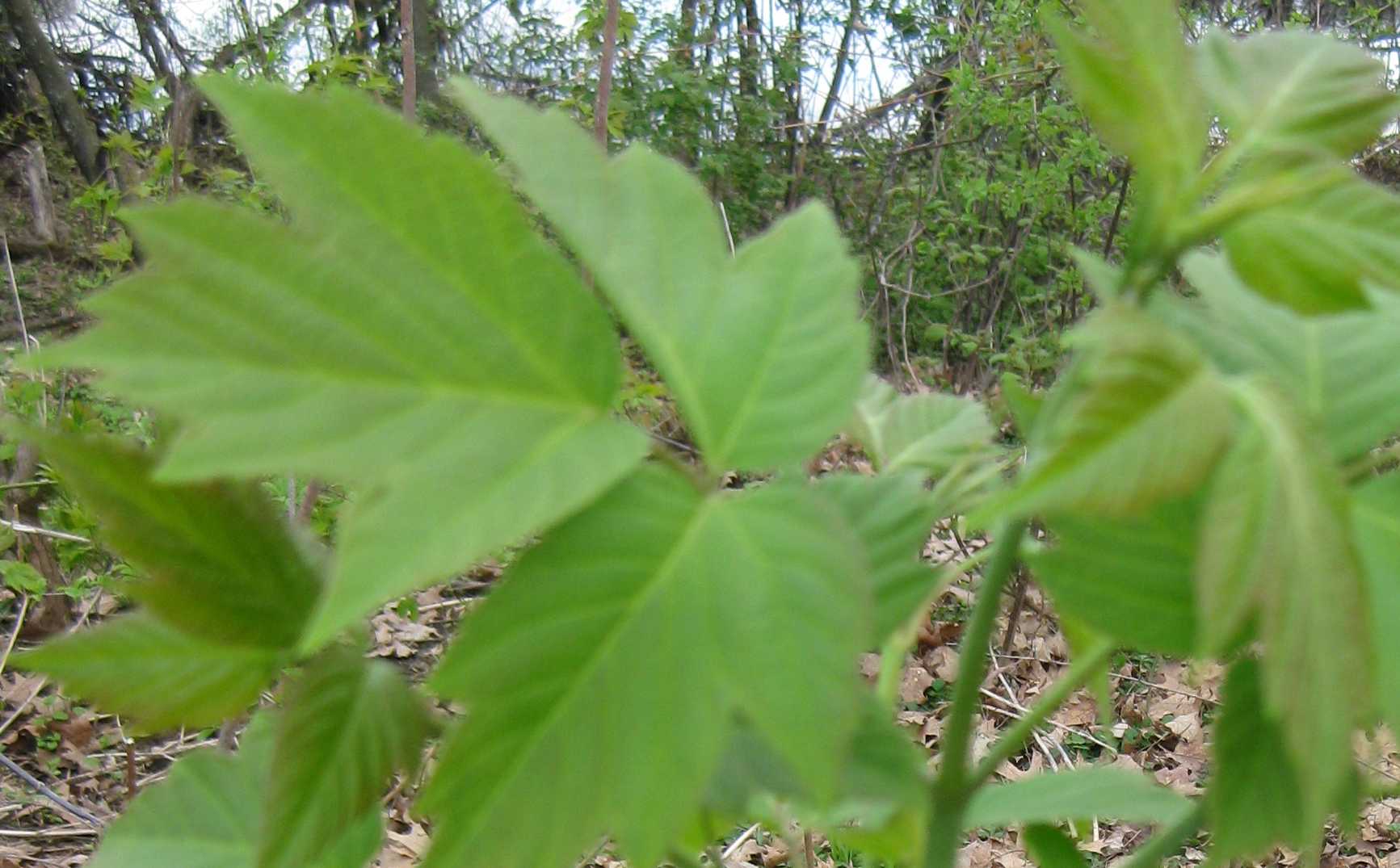 Manitoba Maple