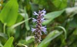 Pickerelweed