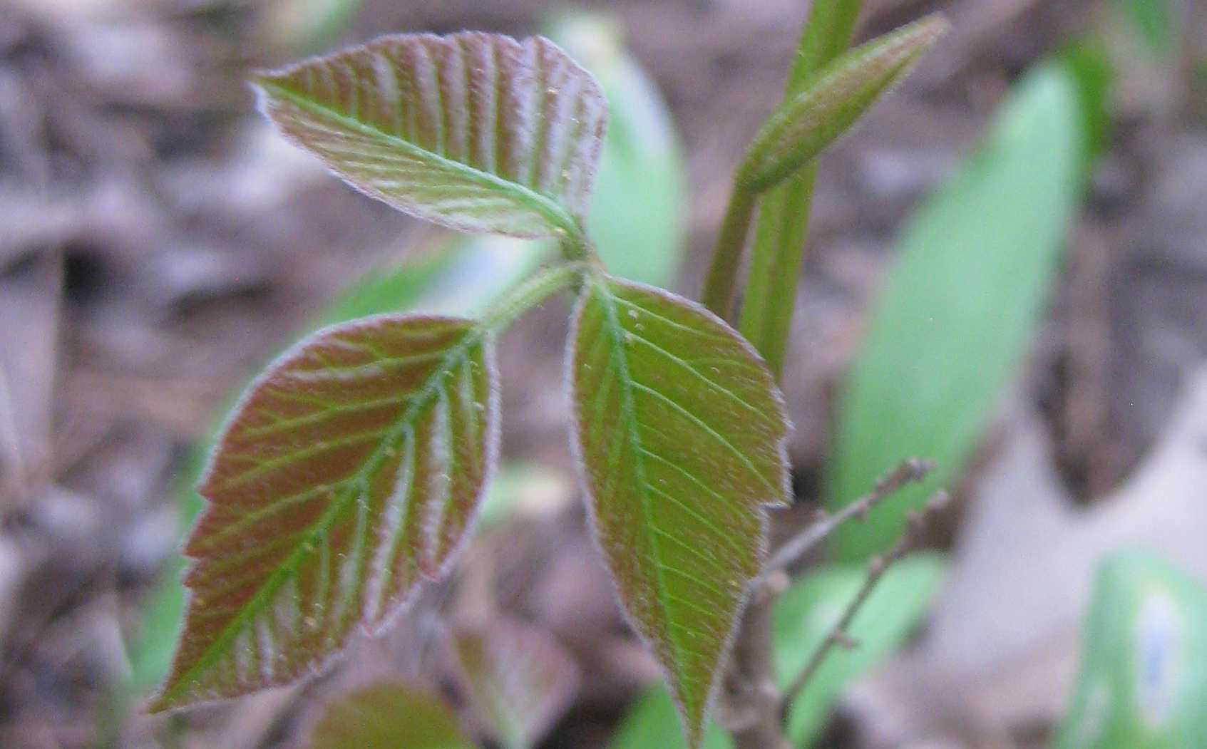 Poison Ivy