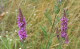 Purple Loosestrife