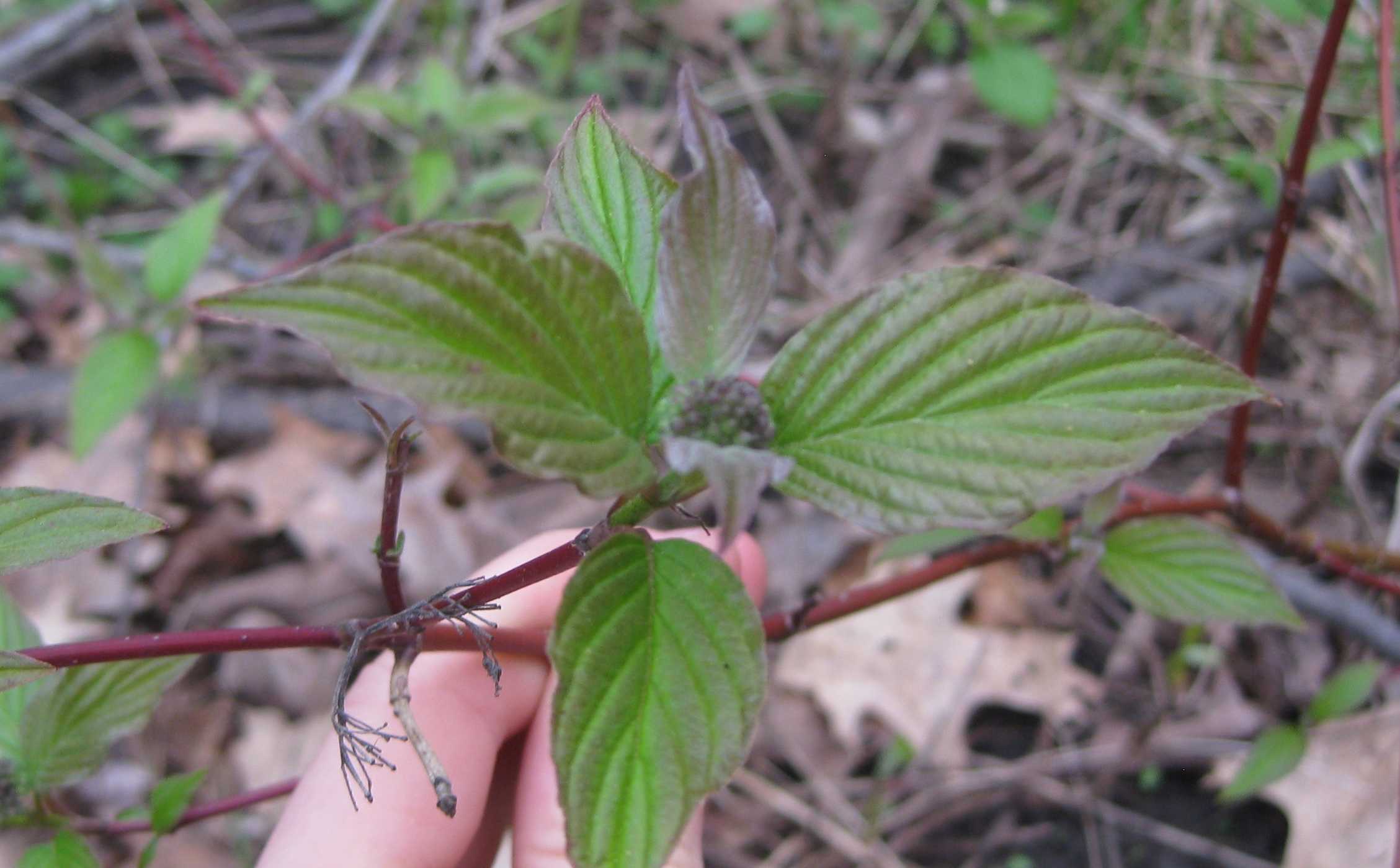 Red-osier Dogwood