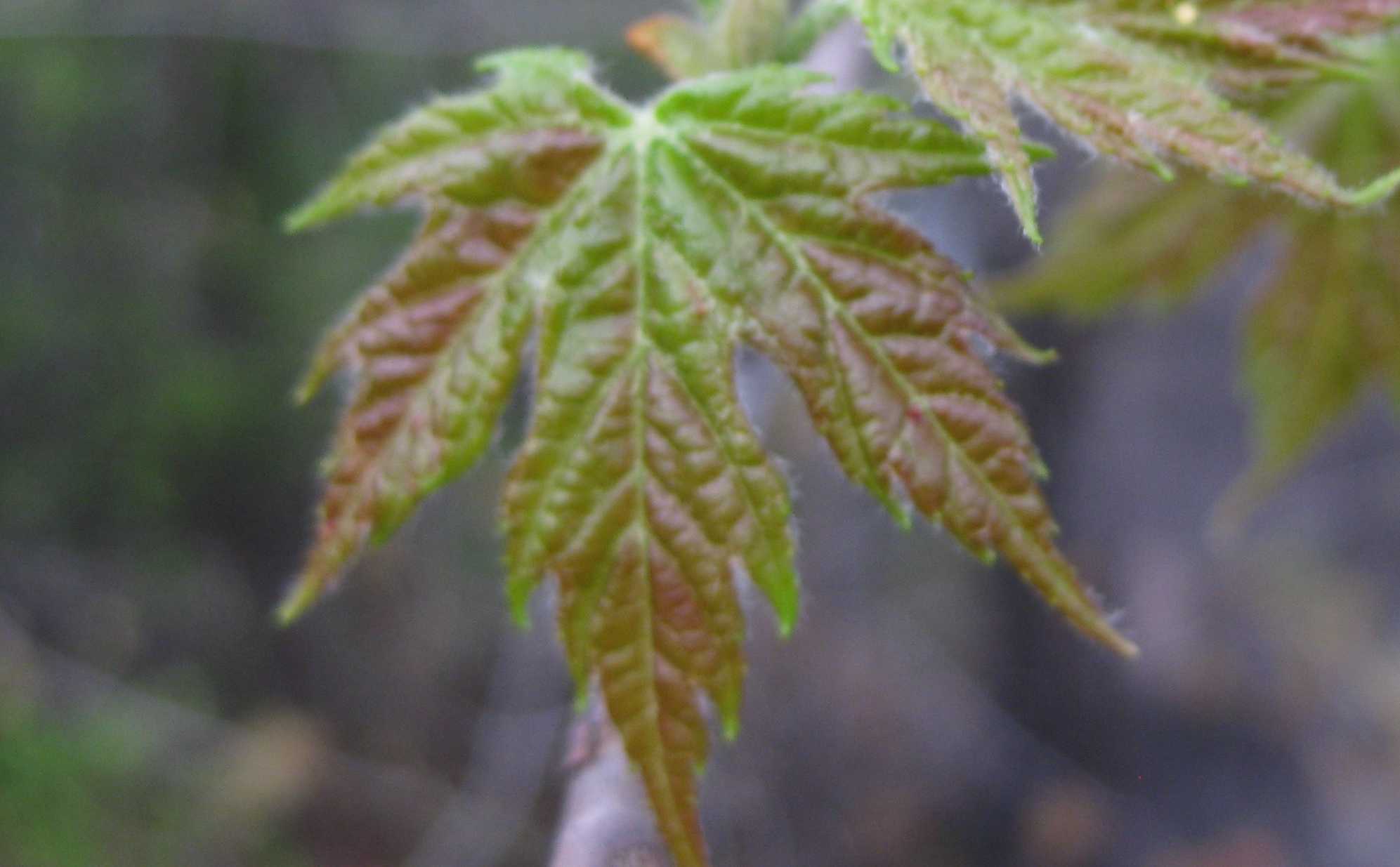 Silver Maple