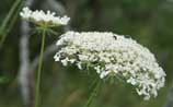 Wild Carrot