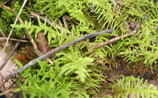 Wiry Fern Moss